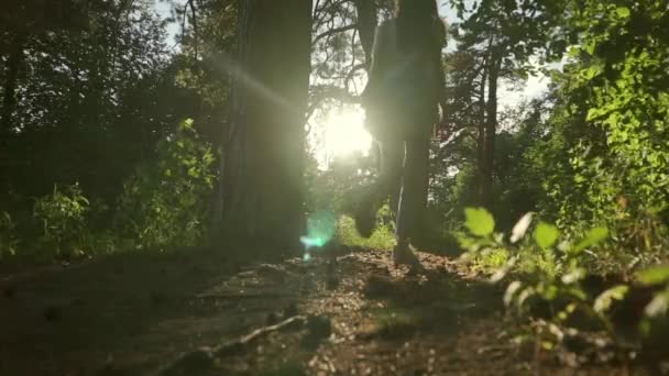긴 머리 갈색 머리 소녀 일몰 침 엽 수림 숲에서 산책. 넓은 샷 정적 슬로우 모션 — 비디오