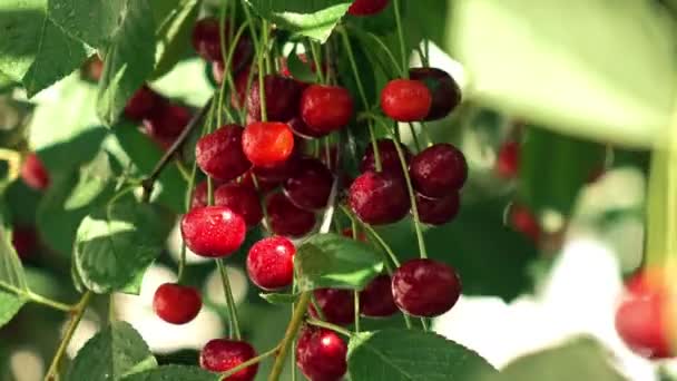 Multiple red cherries with dew on cherry tree 4K close up video, high contrast version — Stock Video