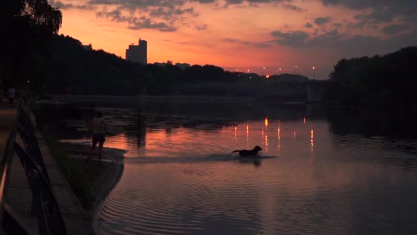 Silueta del perro nadando para lanzar palo al atardecer naranja. Vídeo en cámara lenta — Vídeo de stock