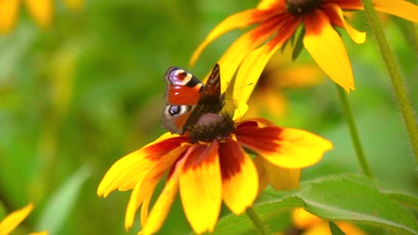 Mariposa volando lejos de la flor amarilla, clip de cámara súper lenta — Vídeos de Stock