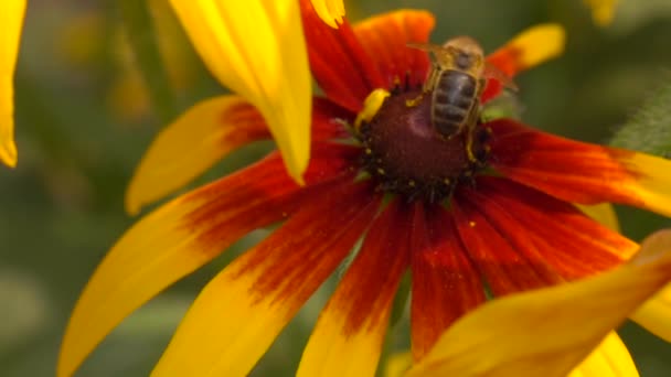 Медовая пчела ползает по желтому конфлору и улетает. Сверхмедленное макровидео, 250 кадров в секунду — стоковое видео