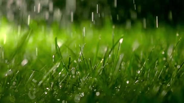 Césped y gotas de lluvia cayendo por la noche, DOF poco profundo. Clip de cámara súper lenta, 500 fps — Vídeos de Stock