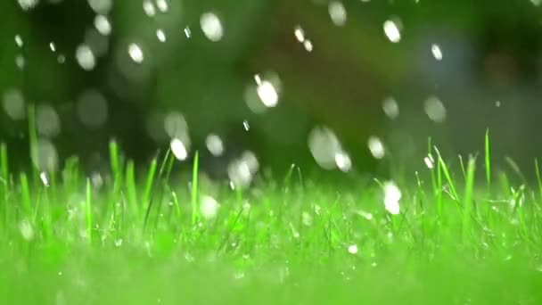 Green grass and falling drops of water, shallow focus. Super slow motion video, 250 fps — Stock Video