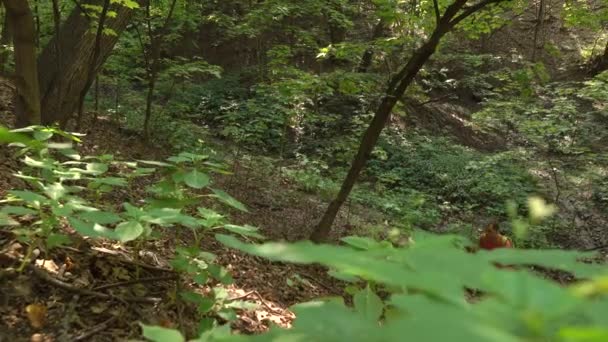 Hombre senderismo con mochila verde en el bosque montañoso. Clip steadicam 4K — Vídeos de Stock