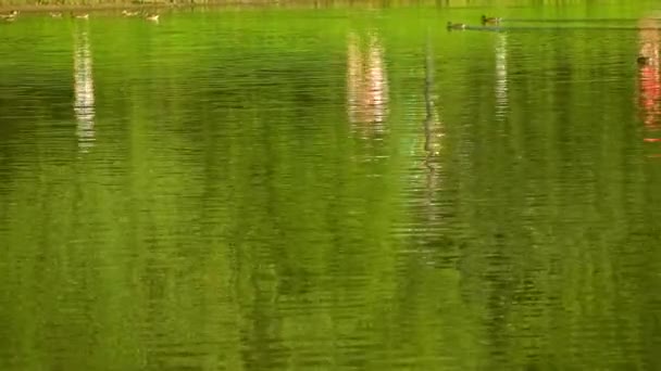 Drijvende eenden, park lake rimpel en abstract mensen reflecties. 4k geschoten, groene achtergrond — Stockvideo