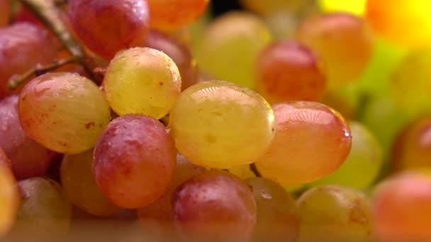 Plato de uva roja y verde 4K macro pan shot, enfoque superficial — Vídeo de stock