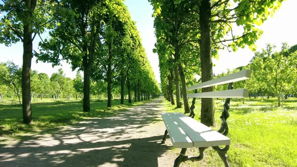 Green summer park alley with bench — Stock fotografie