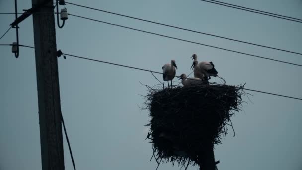 Tele toma de lente de una familia de cigüeñas en el nido — Vídeos de Stock