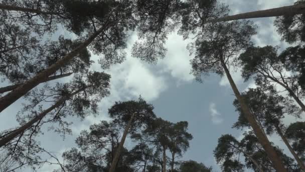 Nubes flotando a través de la vista del cielo desde el bosque — Vídeos de Stock