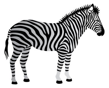 zebra beyaz izole