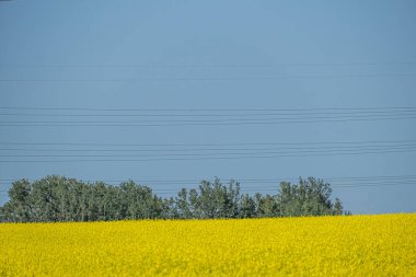 Alberta Kanada 'daki organik Canola Çiftliği.