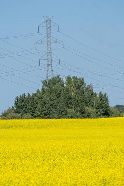 Alberta Kanada 'daki organik Canola Çiftliği.
