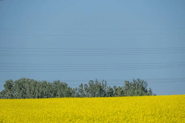 Fazenda Canola Orgânica em Alberta Canadá com torre de transmissão em segundo plano — Fotografia de Stock