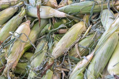 Çiftçi pazarında sergilenen taze organik mısır