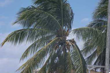 Sahilde palmiye ağaçları