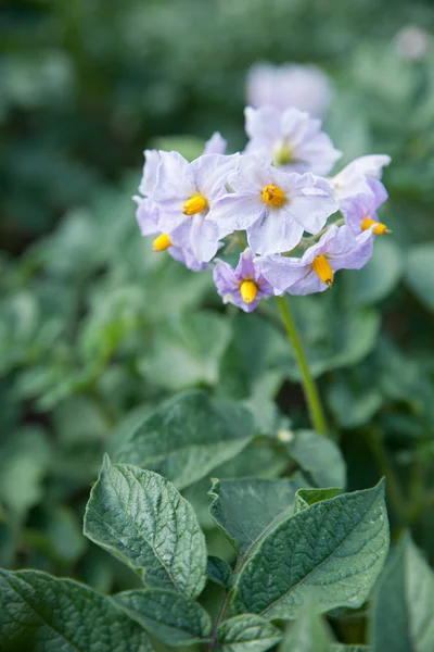 Aardappel bloem op de achtergrond van de groene aardappelplanten bloeien — Stockfoto