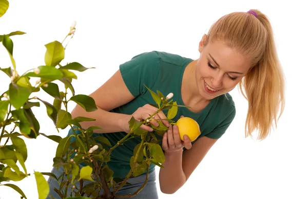 Sarışın kadın büyük, sarı limondan organik hasat büyümek — Stok fotoğraf