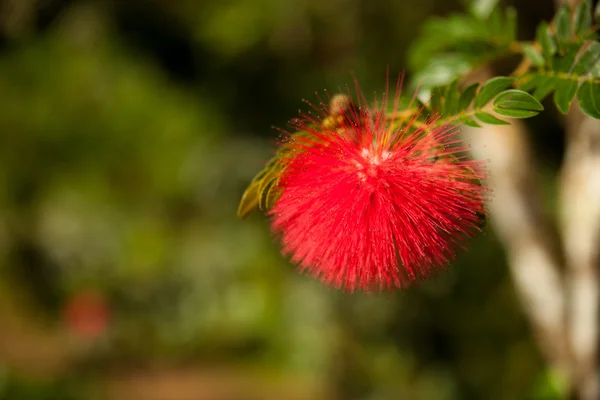 Flor roja esponjosa de árbol tropical de Calliandra en Cuba . — Foto de Stock