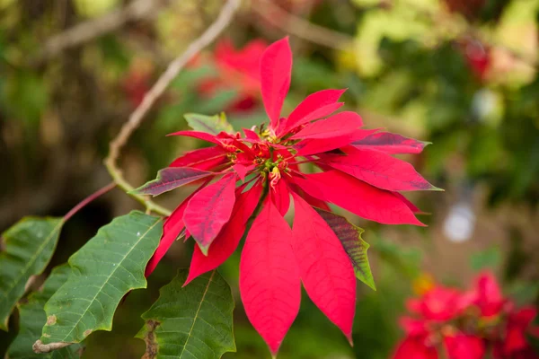 Arbusto siempreverde de flor de poinsettia con flores rojas en Cuba . — Foto de Stock