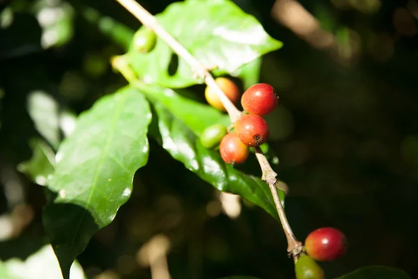 Кавова рослина з стиглими і зеленими кавовими зернами в природному середовищі — стокове фото
