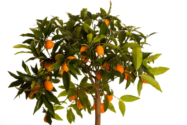 Fruits frais et mûrs de kumquats sur une plante de kumquat en croissance avec l vert — Photo