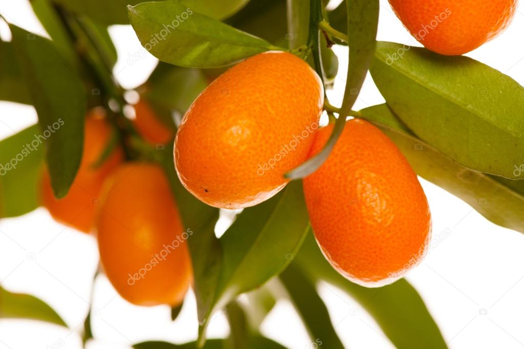 Frisch, reif Kumquats Frucht auf wachsende Kumquat Pflanze mit grün l