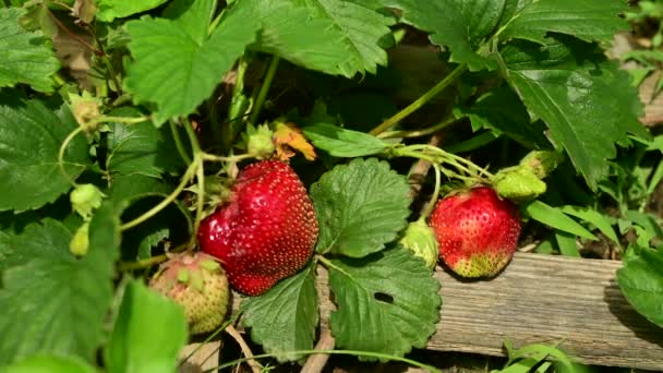 Red Strawberries Garden Sunny Summer Day — Stock Video