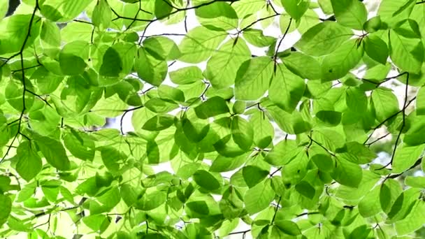 Солнце Светит Сквозь Зеленые Листья Буковом Лесу Чистая Окружающая Среда — стоковое видео