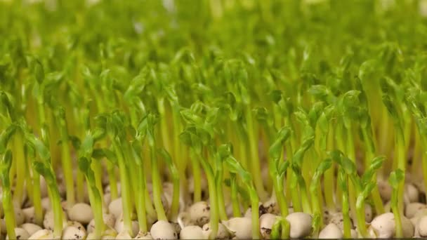緑のエンドウ豆の発芽は時間の経過とともに移動します 健康的な食事のために種をまくマイクログリーン ビーガンフード 黒色の背景に有機製品のタイムラプス — ストック動画