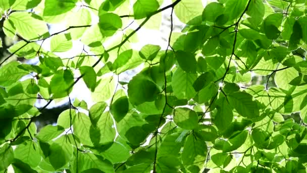 Sonne Scheint Durch Grüne Blätter Buchenwald Saubere Umwelt Und Freiheit — Stockvideo