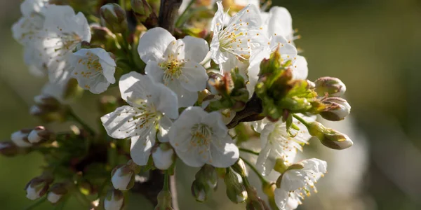 Fleurs Cerisier Blanc Début Printemps — Photo