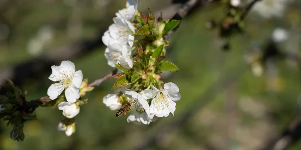 Abeilles Polinisent Les Fleurs Cerisier Blanc Taille Bannière — Photo