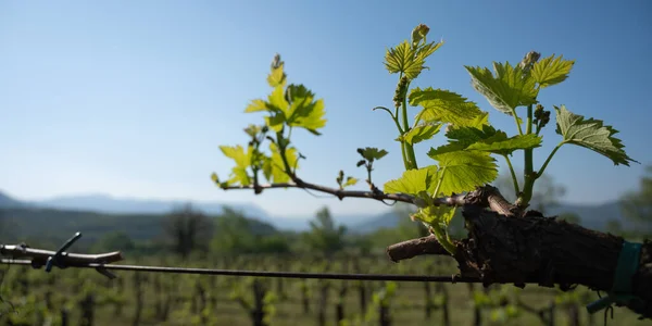 Banner Formato Immagine Vigneto All Inizio Della Primavera Con Foglie — Foto Stock