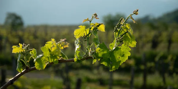 Image Taille Bannière Vignoble Début Printemps Avec Jeunes Feuilles Des — Photo