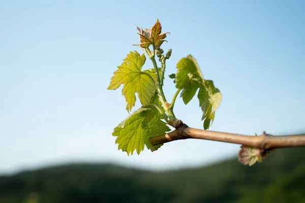 Banner Size Image Vineyard Early Spring Young Leaves Blossoms Vines — Stock Photo, Image