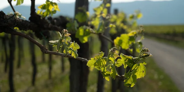 Banner Formato Immagine Vigneto All Inizio Della Primavera Con Foglie — Foto Stock