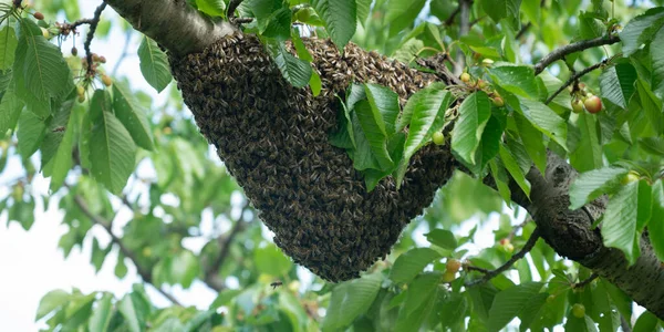 Banner size image of a bee swarn on a tree branch .