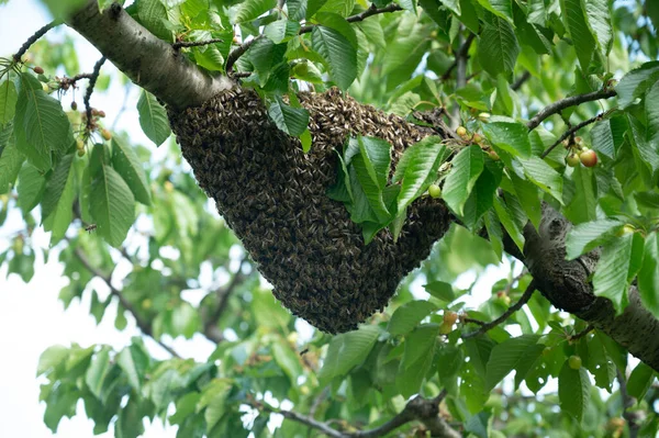 Banner size image of a bee swarn on a tree branch .