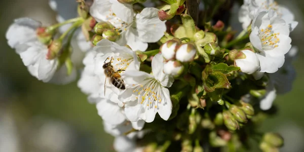 Honigbienen Bestäuben Weiße Kirschblüten Bannergröße — Stockfoto