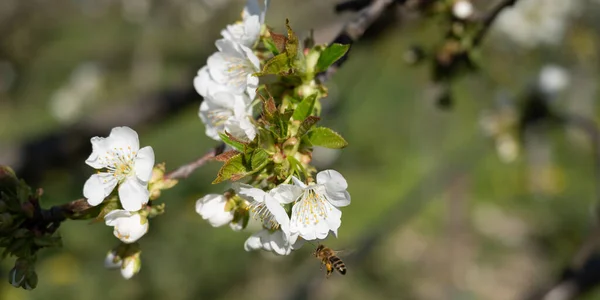 Abeilles Polinisent Les Fleurs Cerisier Blanc Taille Bannière — Photo