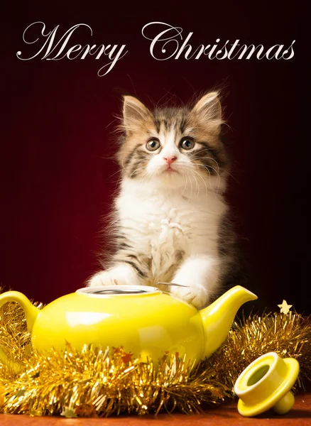 Młody kot gry z ozdób choinkowych — Zdjęcie stockowe