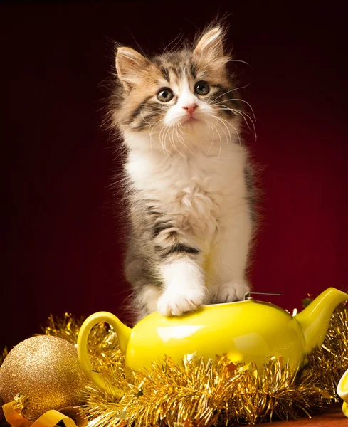 Молодой кот играет с рождественскими украшениями — стоковое фото