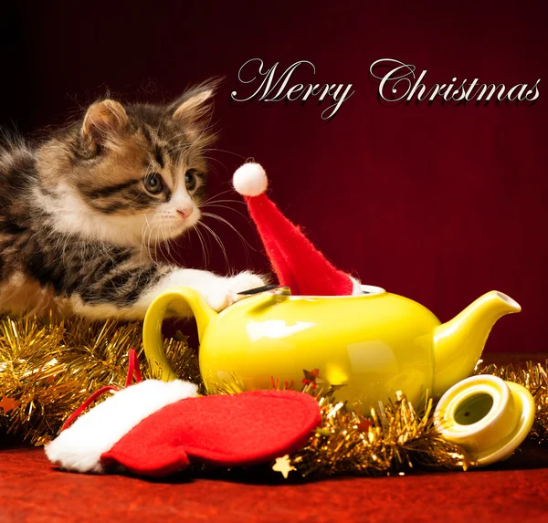 クリスマスの飾りにじゃれる若い猫 — ストック写真