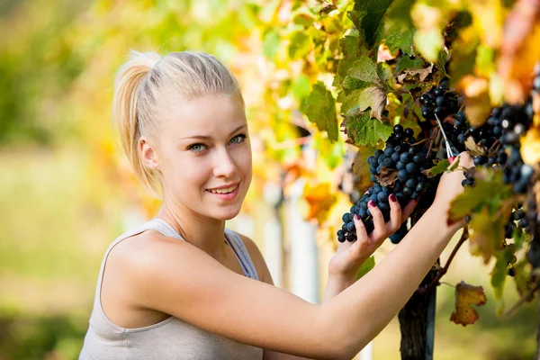 Beautiful young blonde woamn harvesting grapes in vineyard — Stock Photo, Image