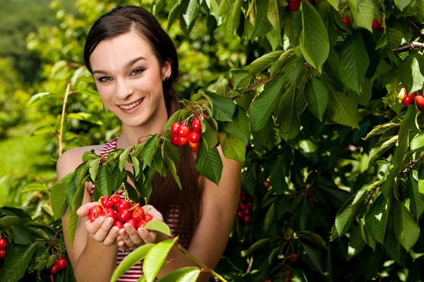 Woman harvesting cherries in late spring - cherry harvest — Stock Photo, Image