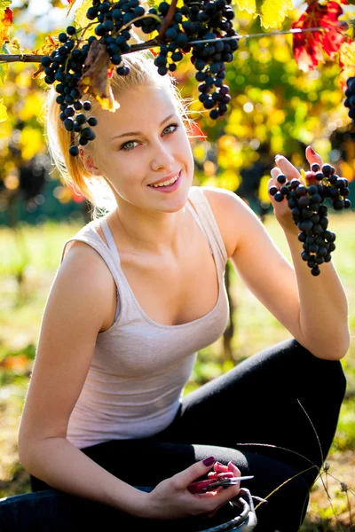 Beautiful young blonde woamn harvesting grapes in vineyard — Stock Photo, Image