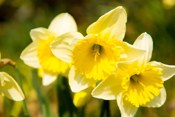 Yellow Daffodils in the garden in early spring Royalty Free Stock Images