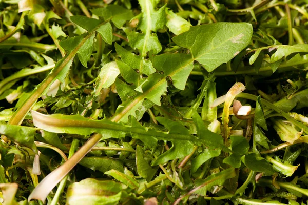 Свежий весенний салат из одуванчиков крупным планом — стоковое фото