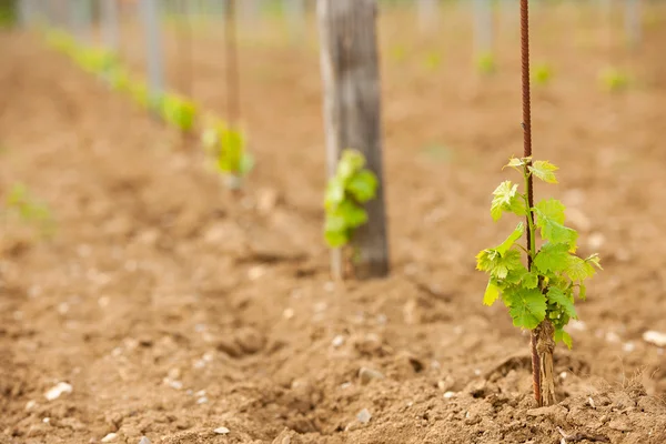 Vineyard in Slovenia in early spring — Stock Photo, Image
