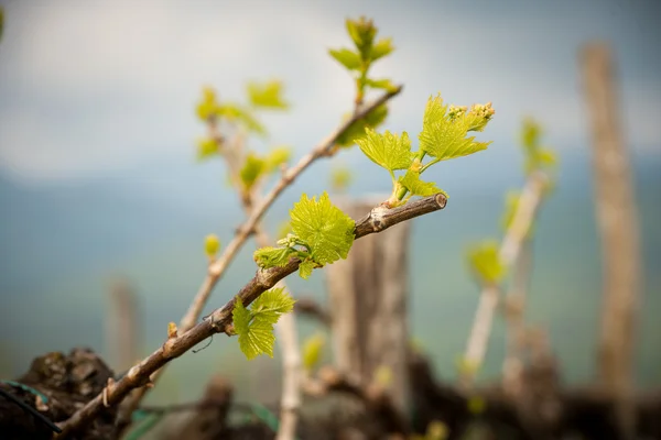 Vineyard in Slovenia in early spring — Stock Photo, Image